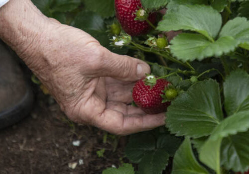 How to grow chemical-free strawberries Strawberries are high on the list of the most chemically contaminated.